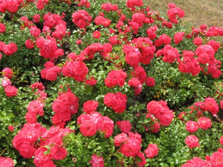 Gorgeous Rose Flowers - Red, Nature, Flowers, Roses