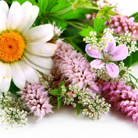 Spring Flowers