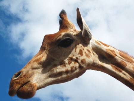 Giraffe - nature, photography, sky, giraffe