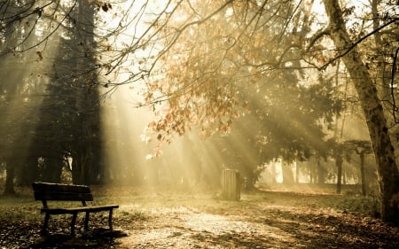 SUNSHINE - bench, sunshine, nature, park