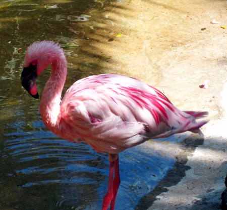 Flamingo - bird, nature, photography, pink, flamingo