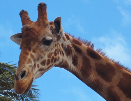 Giraffe - sky, animals, photography, animal, giraffe