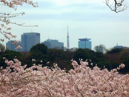 Spring in Tokyo - flowers, japan, scenery, tokyo, spring, city, chiyoda, japanese