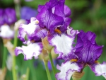 Irises