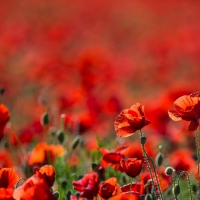 Poppies