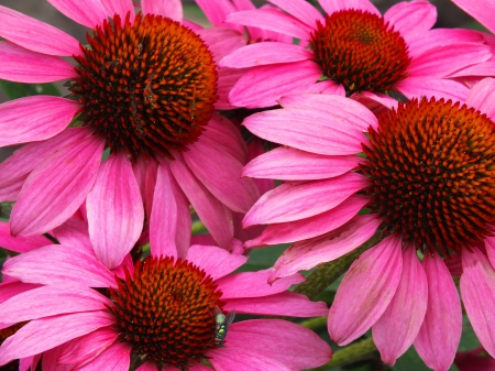 Echinacea - pink, echinacea, pink echinacea, flowers, flower