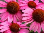 Echinacea