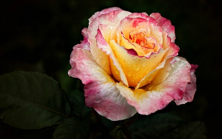 Nature's Beauty - nature, yellow, pink, rose, flower