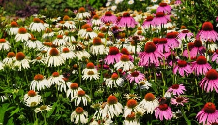 Echinacea - white, nature, pink, echinacea, flowers, flower