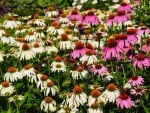 Echinacea