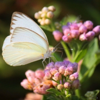 Great southern white