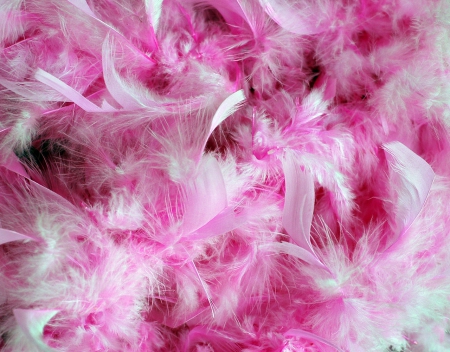 FEATHERS EVERYWHERE