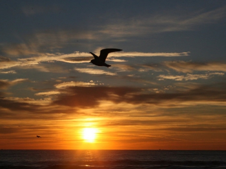 Sunshine - bird flying, clouds, eagle, nature, beautiful, ocean, sun, sky