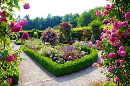 Beautiful Rose Flower garden