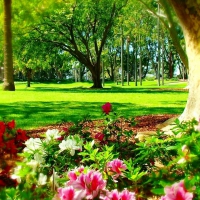 Park in Sydney-spring time