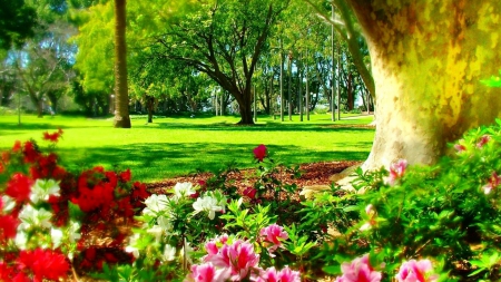 Park in Sydney-spring time - colors of nature, landscape, places, photography, paradise, park, spring, nature, hyde, splendor, flowers, garden, flower, sydney