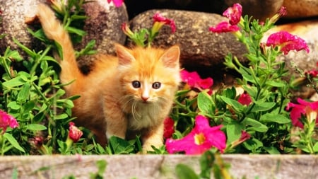 Ginger kitten in flowers - cat, animals, kitten, nature, orange, animal, flowers, garden, cute