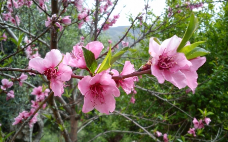 PEACH TREE - blossoms, pink, green, tree, flowers, garden, spring