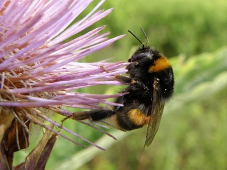 bumblebee - green, on, plants, flower, pink