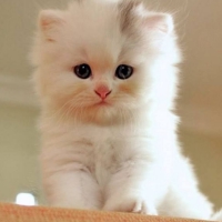 Gorgeous Kitty