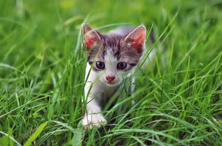 Cat - paws, face, pretty, cute, animals, beautiful, cat, sleeping, kitty, cats, kitten, hat, lovely, cat face