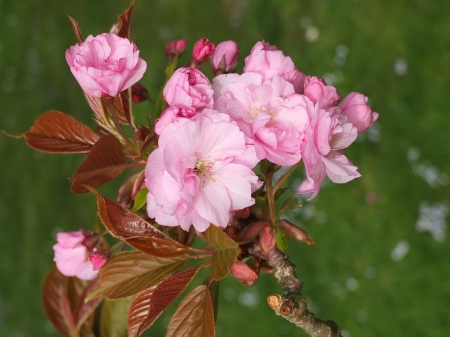 Spring - flower, pink, cute, beautiful, flowers, photo, spring, lovely, nature, green