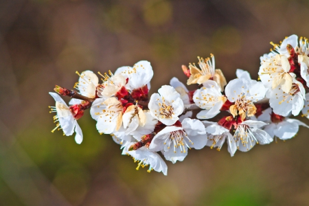 Spring - flower, pink, cute, beautiful, flowers, photo, spring, lovely, nature, green