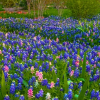 Texas Bluebonnets in Spring