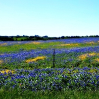 Bluebonnets in Spring