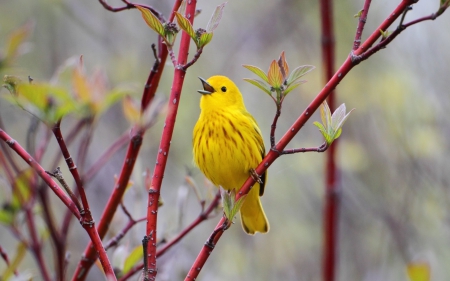 Bird - bird, branch, yellow, cute, spring, leaf