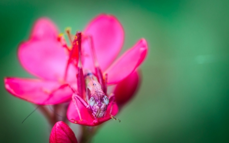 Grasshopper - flower, pink, macro, insect, green