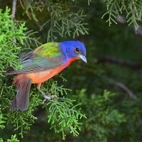 Painted Bunting in Spring