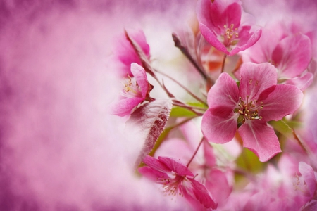 Spring background - blooming, fragrance, background, branch, flowering, spring, pretty, blossoms, pink, beautiful, scent, flowers, lvoely