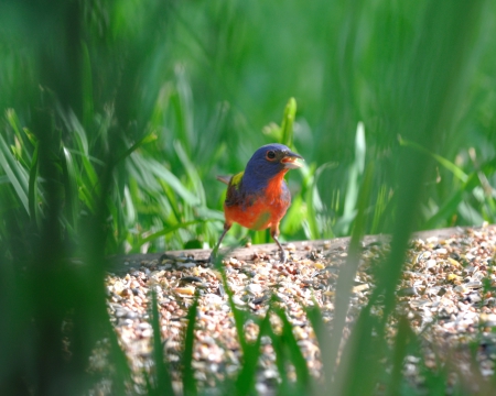 Painted Bunting Eating - painted buntings, animals, birds, colorful