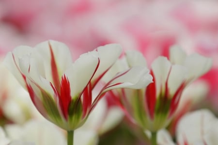 Tulips - tulips, beautiful, flowers, field, nature