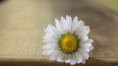 Daisy - beautiful, flower, close-up, daisy