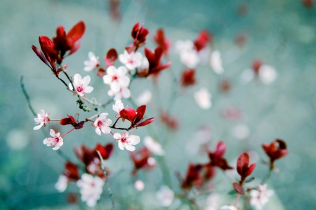 Spring - lovely, spring, nature, pink, beautiful, green, flowers, photo, cute, flower