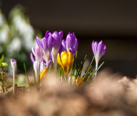 Spring - lovely, spring, nature, pink, beautiful, green, flowers, photo, cute, flower