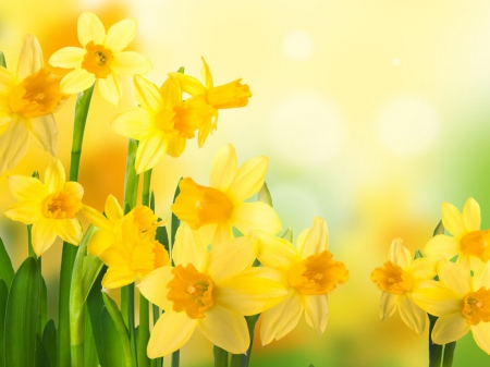 Yellow spring - pretty, background, yellow, beautiful, daffodils, flowers, lovely, spring