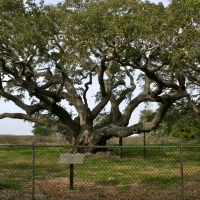 The Big Tree in Texas