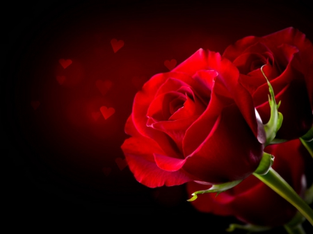 Red rose background - pretty, lonely, beautiful, lovely, love, petals, leaves, red, rose, background, hearts