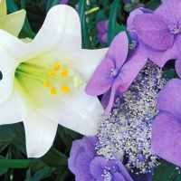 Easter Lily and Hydrangea