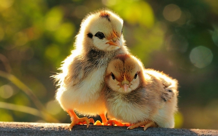 PULLETS - chick, pullets, wallpaper, cute