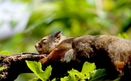 CUTE LITTLE SQUIRREL - Cute, sleeps, little, squirrel