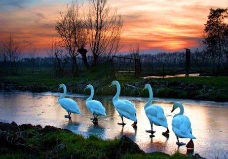 Walking Swans - ice, sky, river, winter, sunset, colors, path