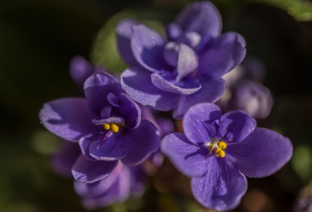 Spring - purple, flowers, sunlight, spring