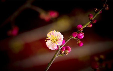 CHERRY BLOSSOM - sakura, branch, cherry, flowers, spring