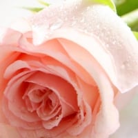 PALE PINK ROSE BEAUTIFUL