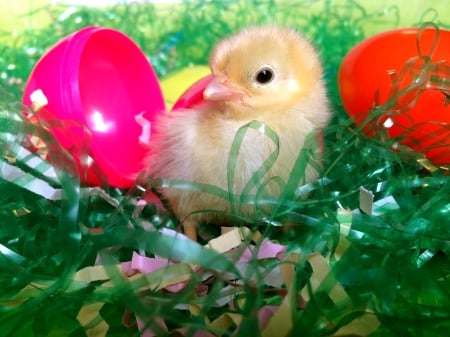 Easter Chick