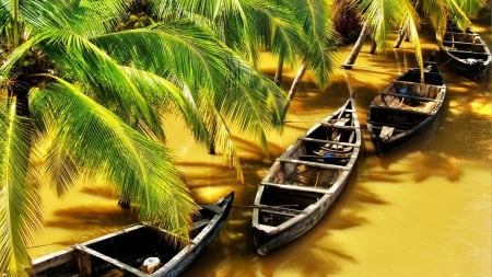 boats on a yellow river in kerala india - boats, trees, yellow, river